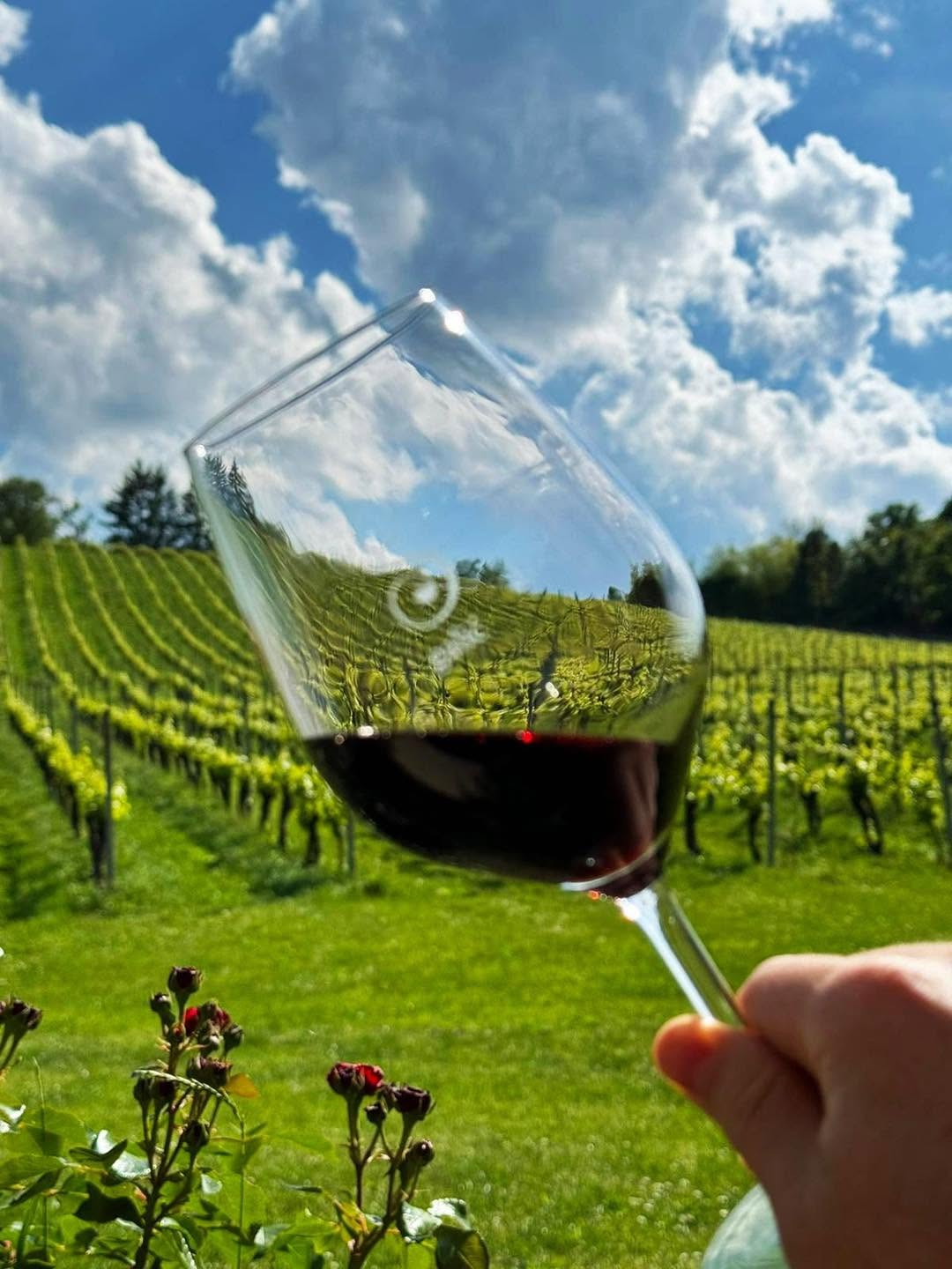 Winery Visit & Wine Tasting